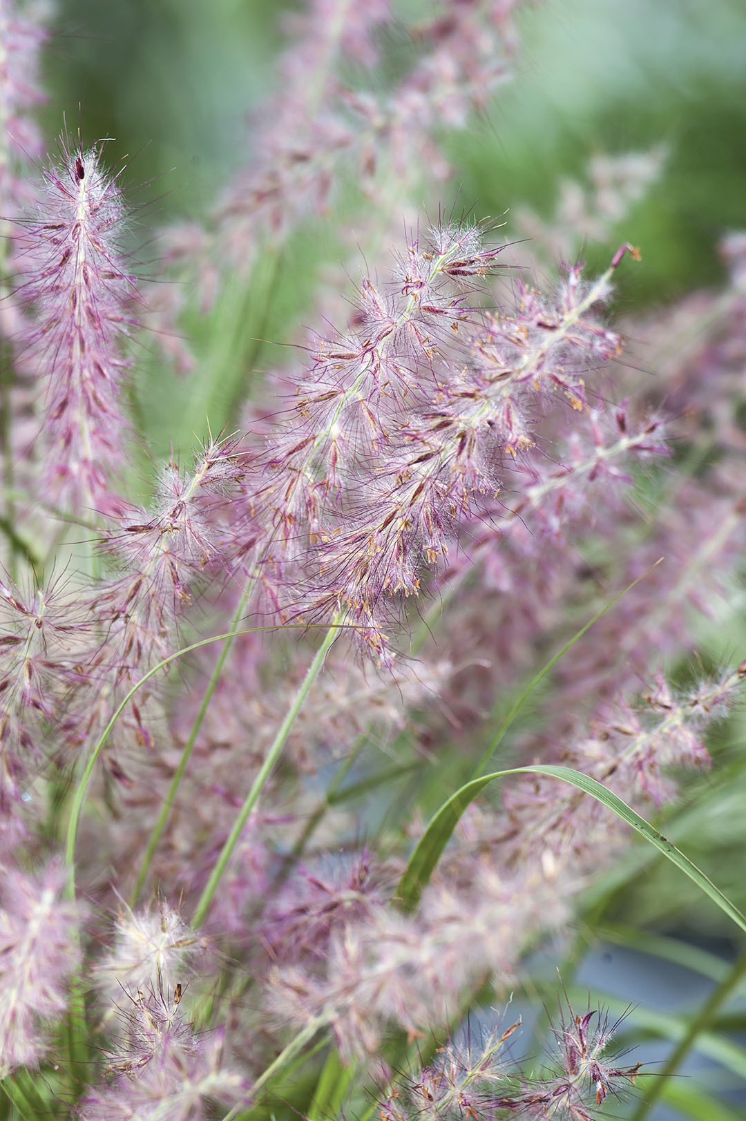 Pennisetum orientale "Karley Rose"