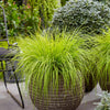 Pennisetum alopecuroides "JS Jommenik" 0.10 - 0.20 m