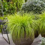 Pennisetum alopecuroides "JS Jommenik" 0.10 - 0.20 m