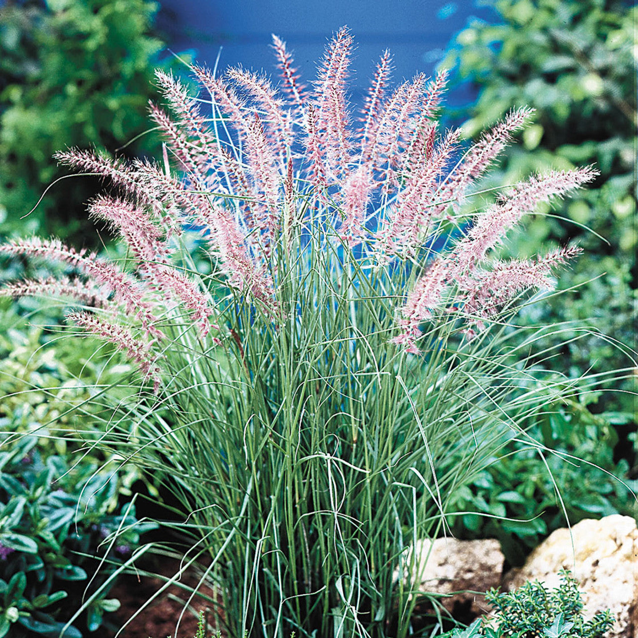 Pennisetum orientale "Karley Rose"
