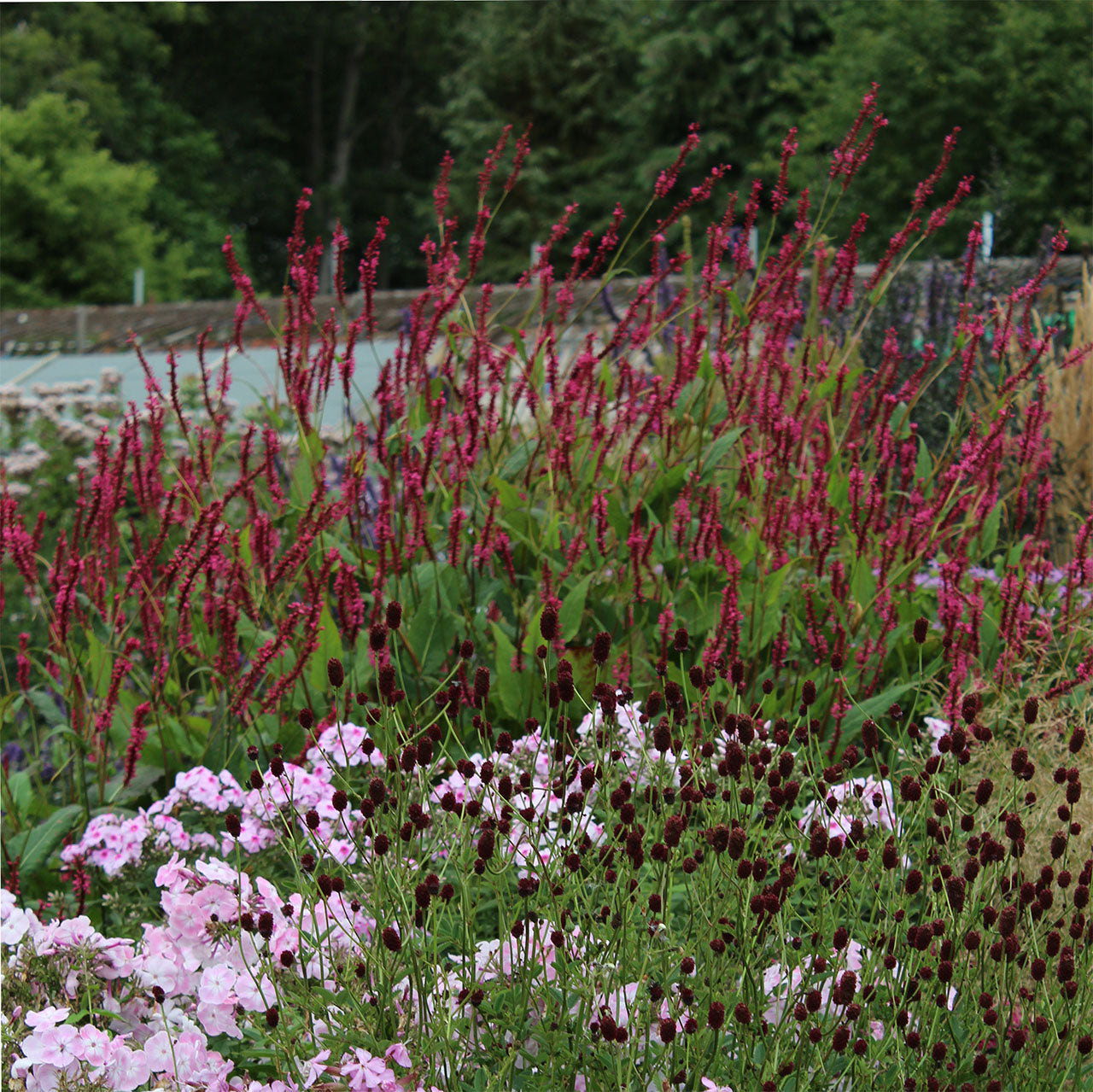 Persicaria amplexicaulis 'Blackfield' 0.10 - 0.20 m