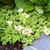 Iarba grasa "Album Superbum"0.10 - 0.20 m / Sedum spurium "Album Superbum"/