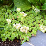 Iarba grasa "Album Superbum"0.10 - 0.20 m / Sedum spurium "Album Superbum"/