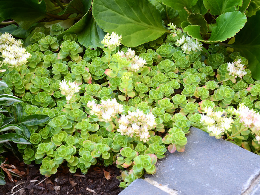 Iarba grasa "Album Superbum"0.10 - 0.20 m / Sedum spurium "Album Superbum"/