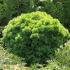 Molid canadian "Alberta Globe" 0.20 - 0.30 m / Picea glauca "Alberta Globe"/