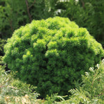 Molid canadian "Alberta Globe" 0.20 - 0.30 m / Picea glauca "Alberta Globe"/