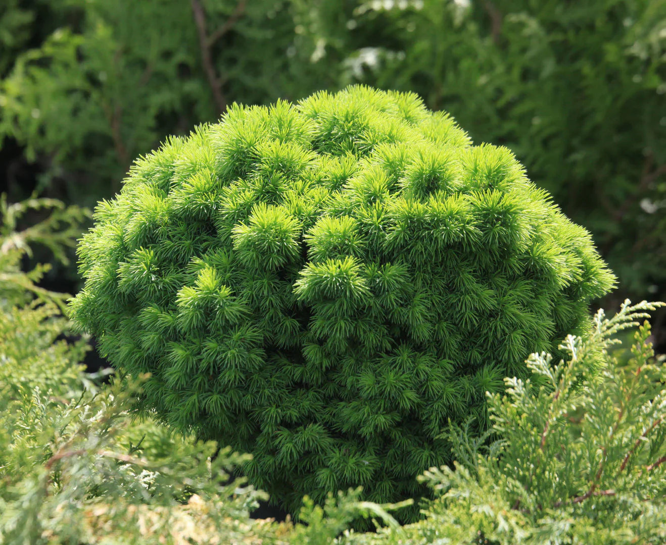 Molid canadian "Alberta Globe" 0.20 - 0.30 m / Picea glauca "Alberta Globe"/