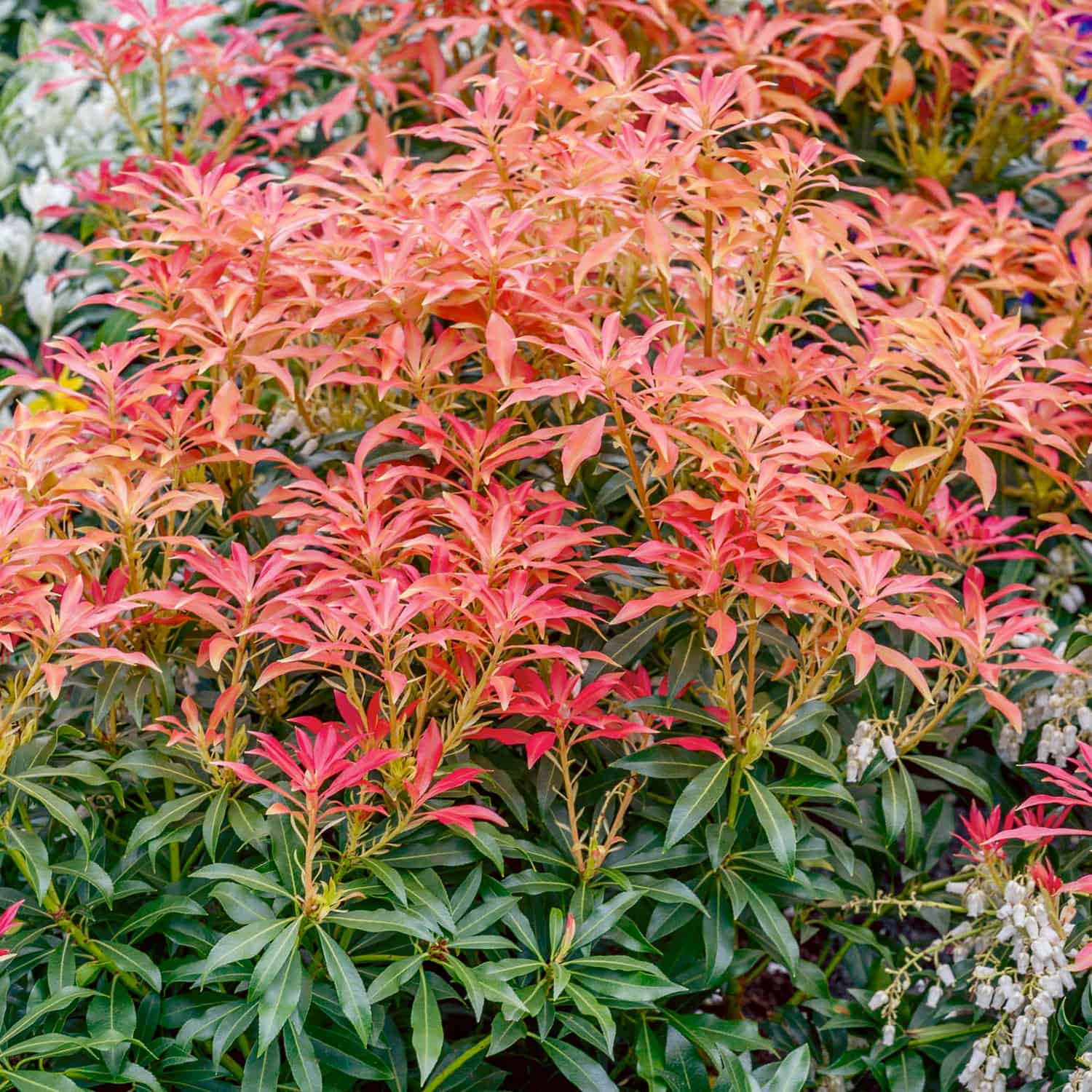 Andromeda japoneza "Flaming Silver" / Pieris "Flaming Silver"/ by gradina-noastra