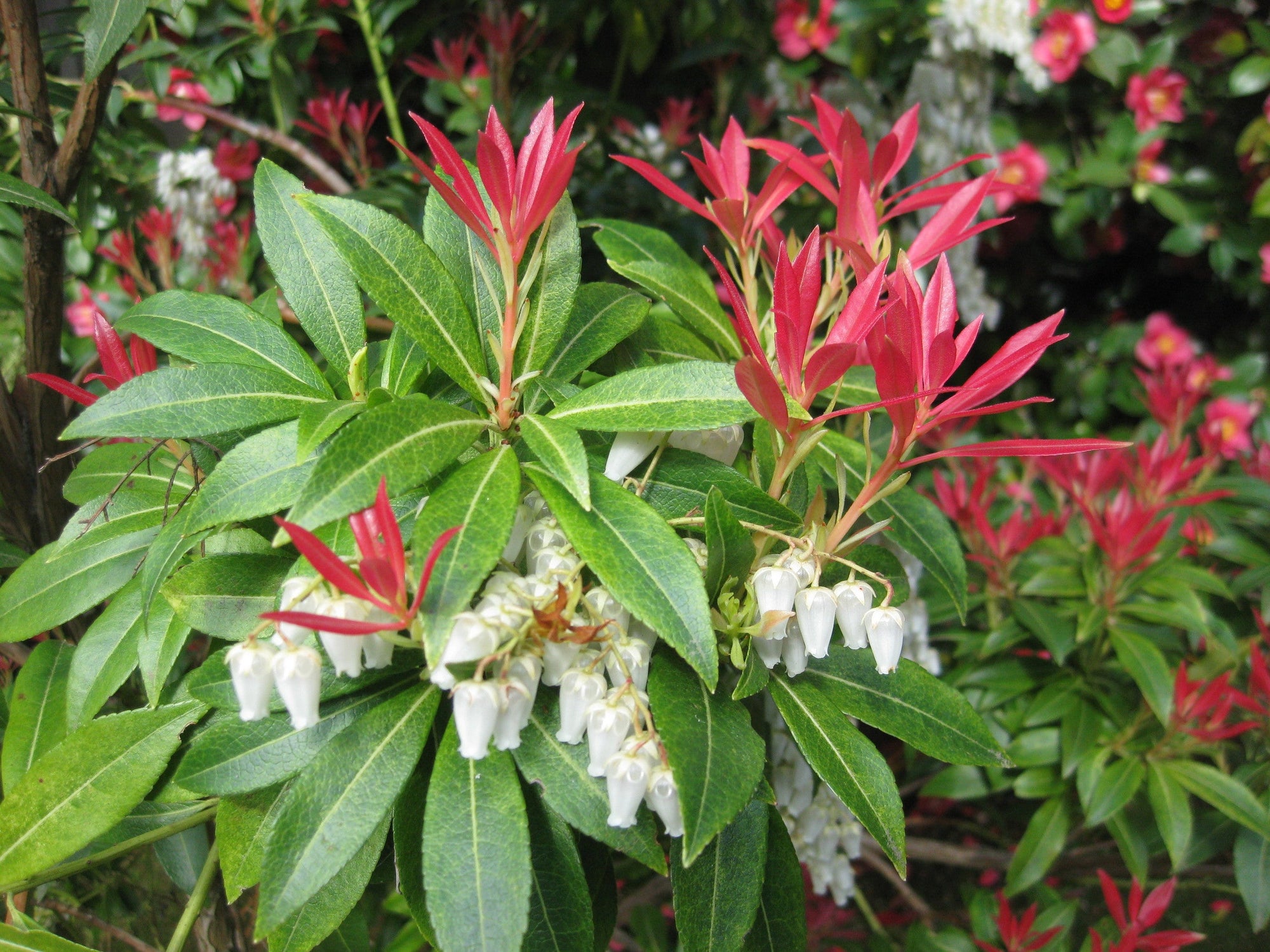 Andromeda japoneza mix / Pieris mix/ by gradina-noastra