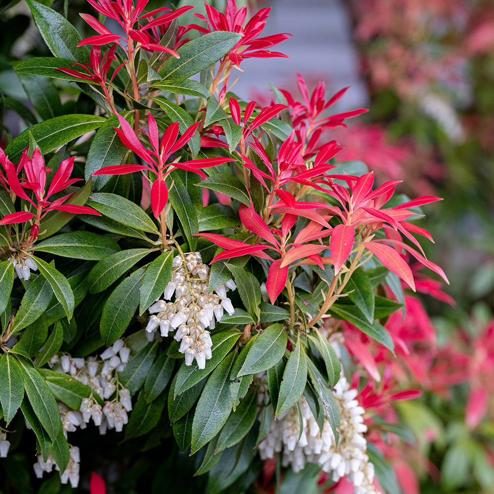 Andromeda japoneza mix / Pieris mix/ - Gradina Noastra