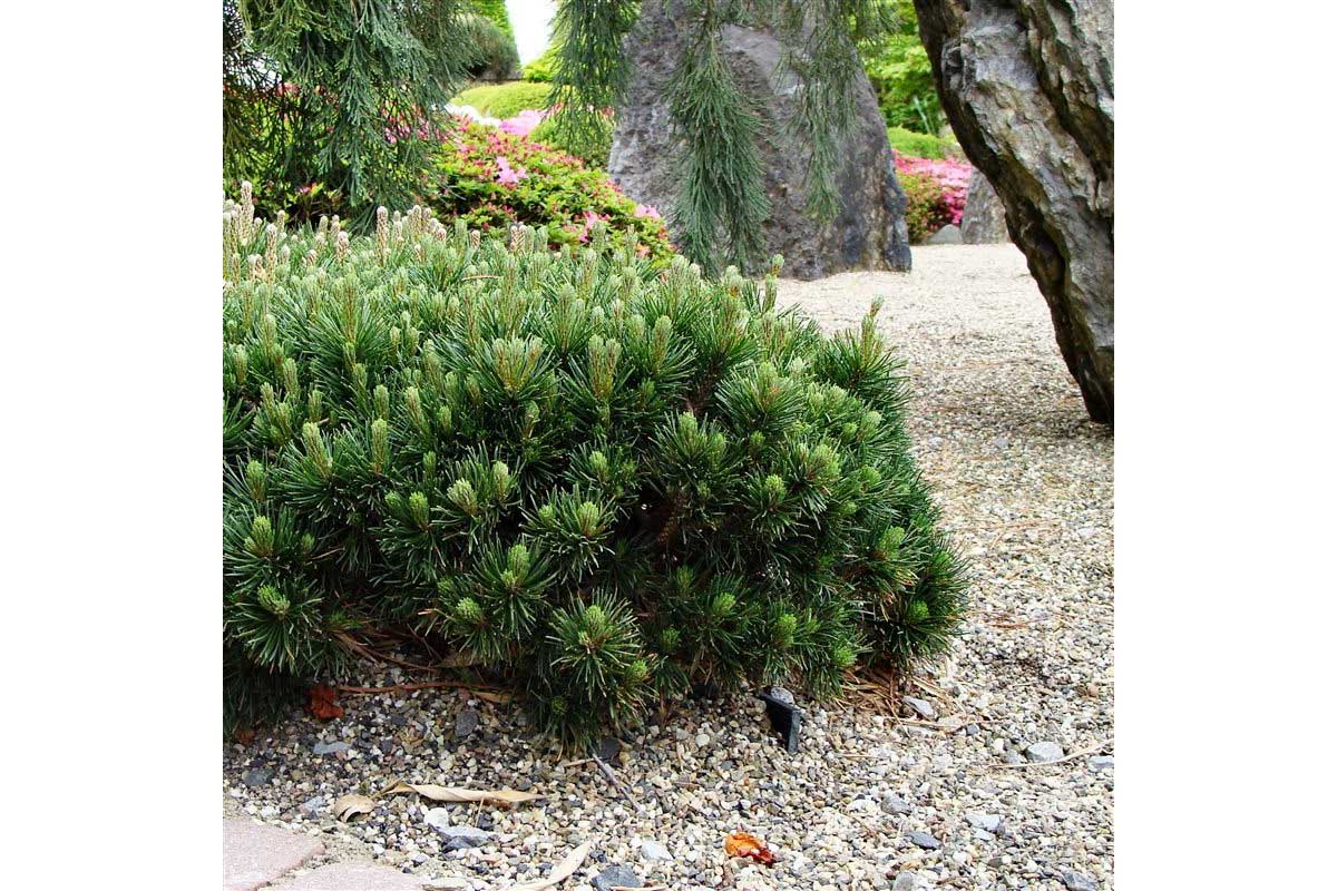 Pin Pitic Pumilio  /"Pinus Mugo Pumilio"/