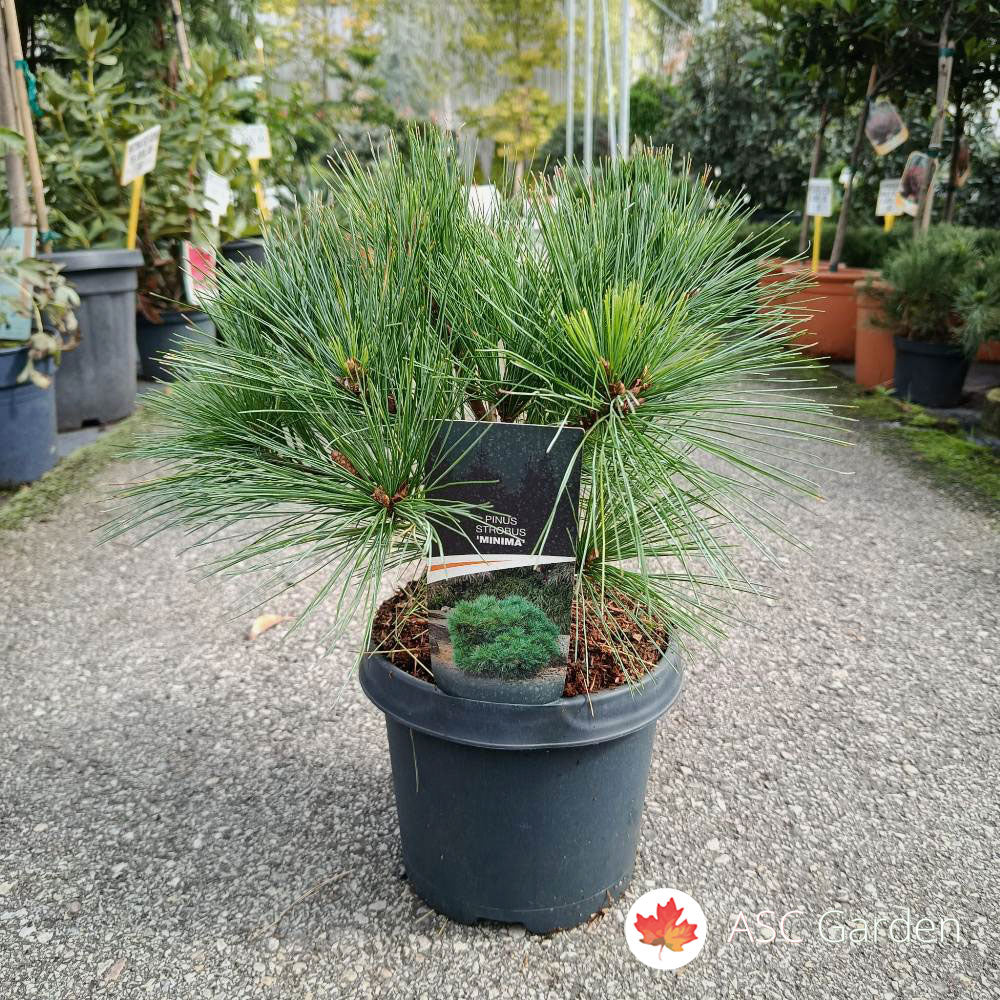 Pin strob "Minima"/ Pinus strobus "Minima" - Gradina Noastra