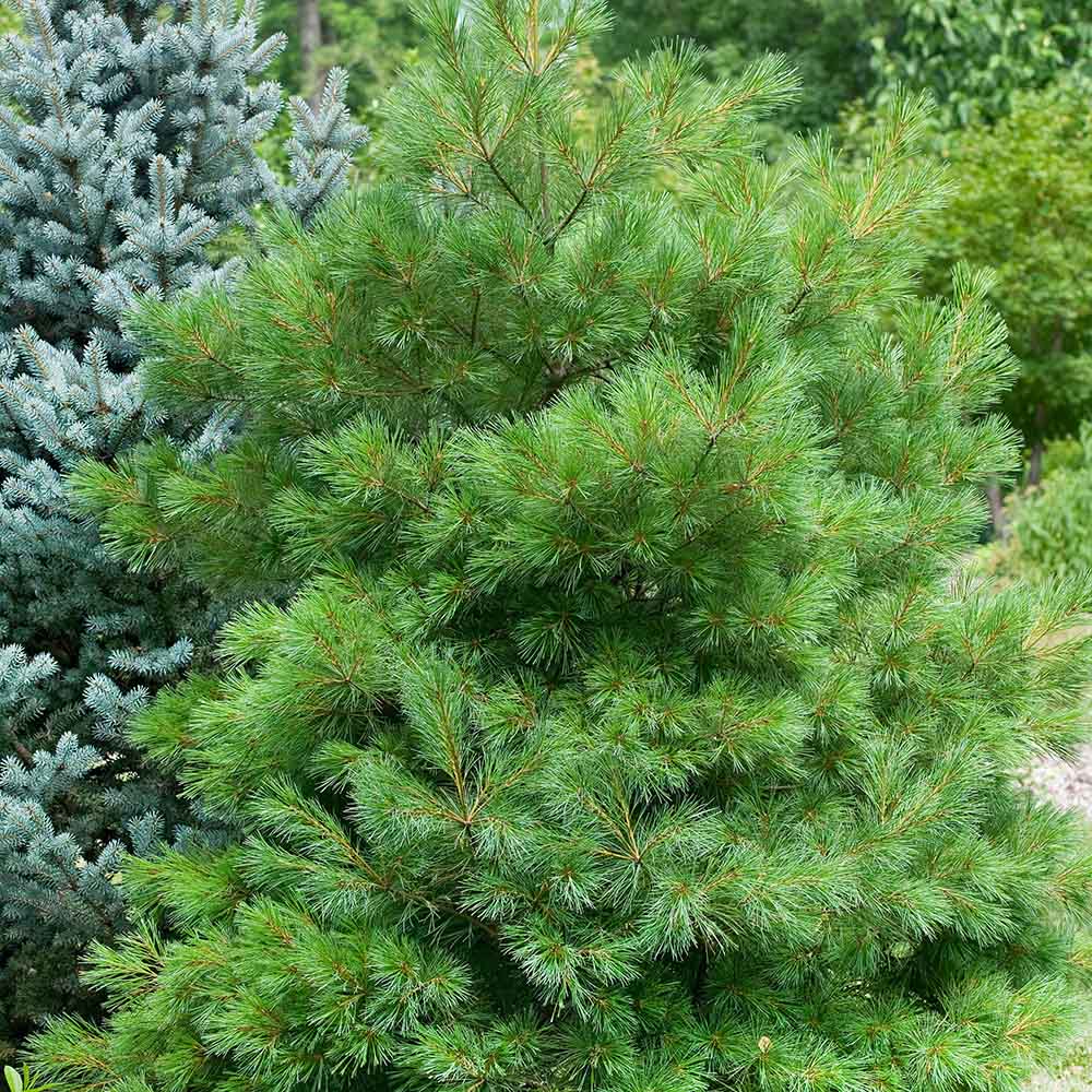 Pin strob / Pinus strobus/ by gradina-noastra