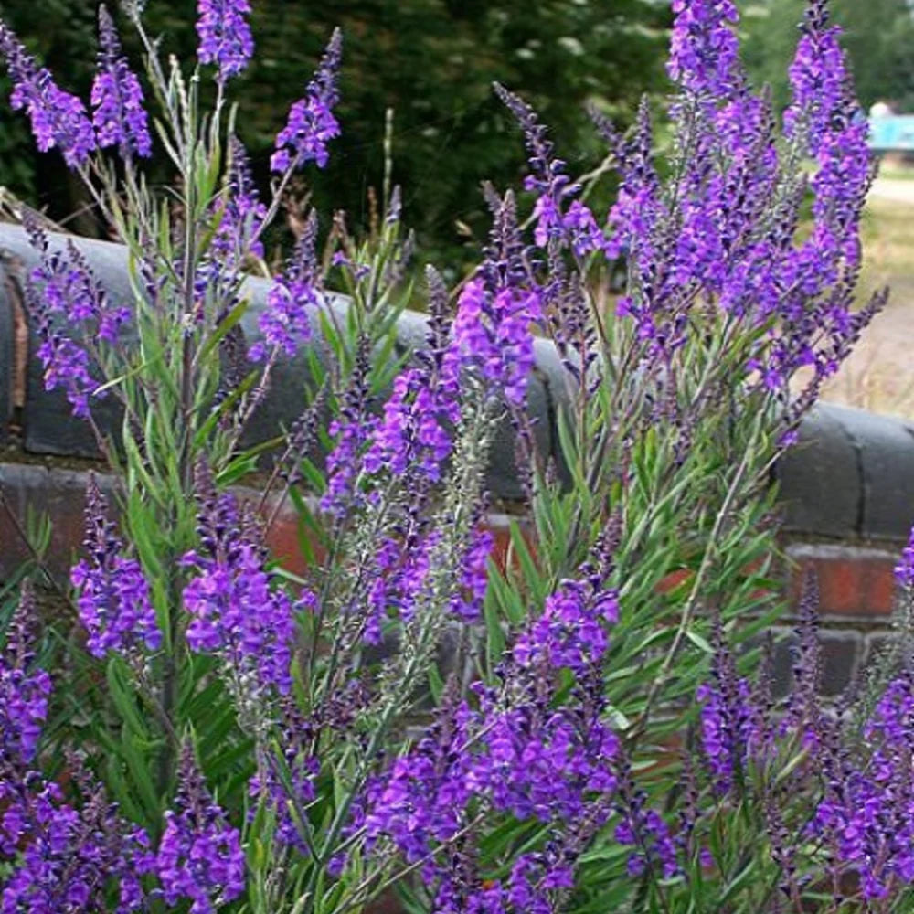 Linaria purpurea