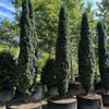 Tisa columnara "Fastigiata Robusta" / Taxus baccata "Fastigiata Robusta" /