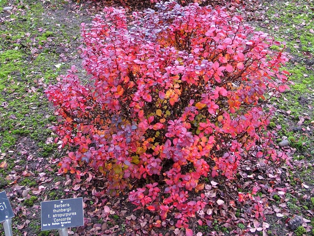 Dracila "Concorde" / Berberis thunbergii "Concorde"/ by gradina-noastra