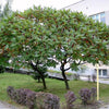 Otetar rosu "Dissecta" arbore 2.50 - 3.50 m / Rhus typhina "Dissecta" /