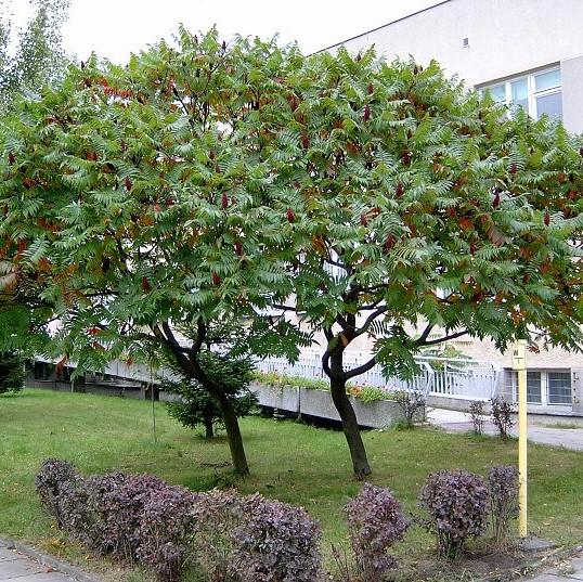 Otetar rosu "Dissecta" arbore 2.50 - 3.50 m / Rhus typhina "Dissecta" /