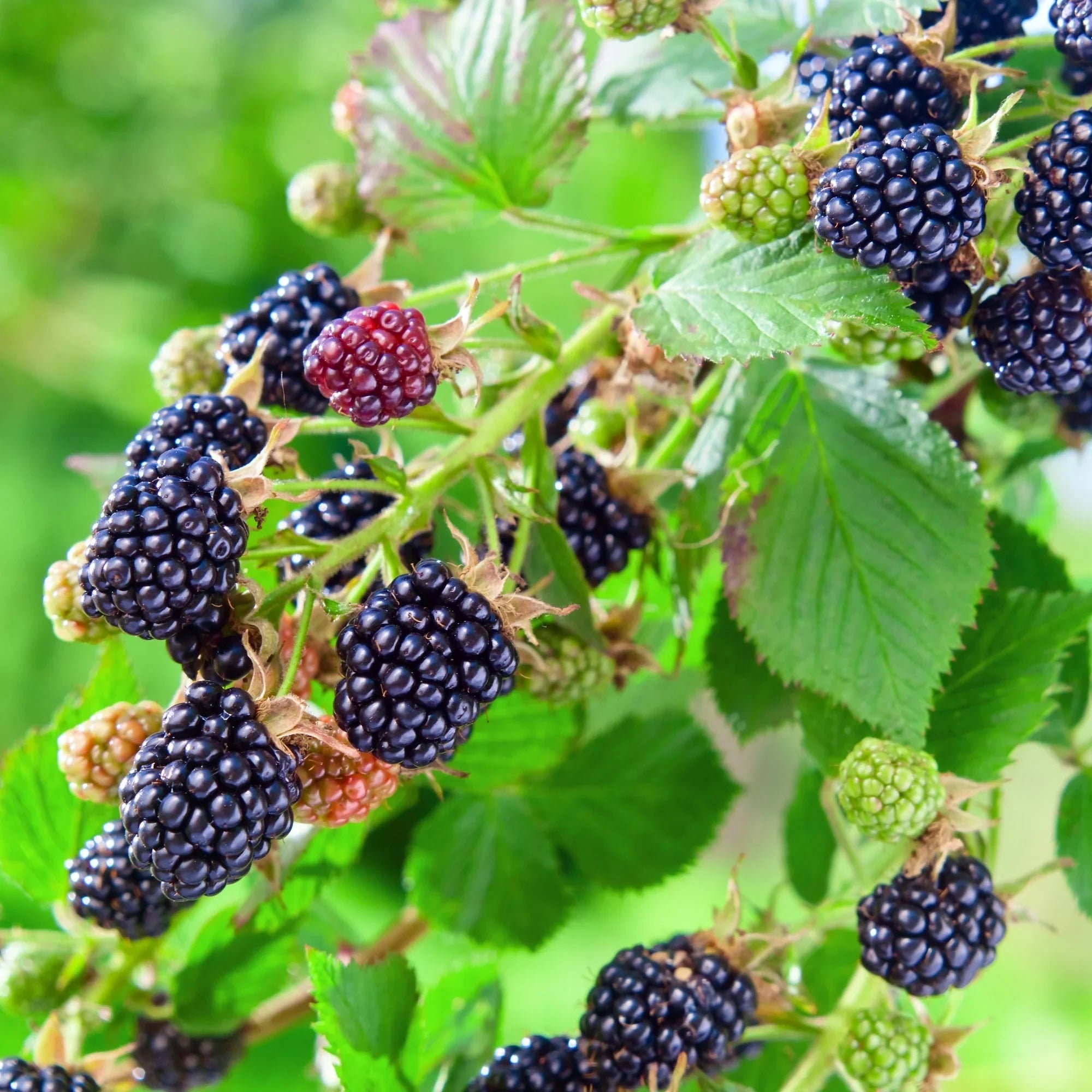 Mur 'Black Satin' / Rubus fr. 'Black Satin'/ - Gradina Noastra