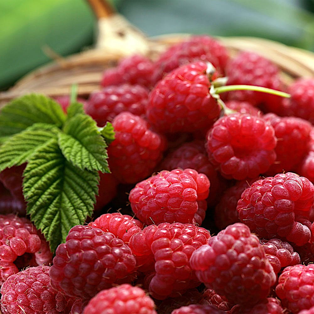 Zmeur mix  0.40 -0.50 m / Rubus mix /