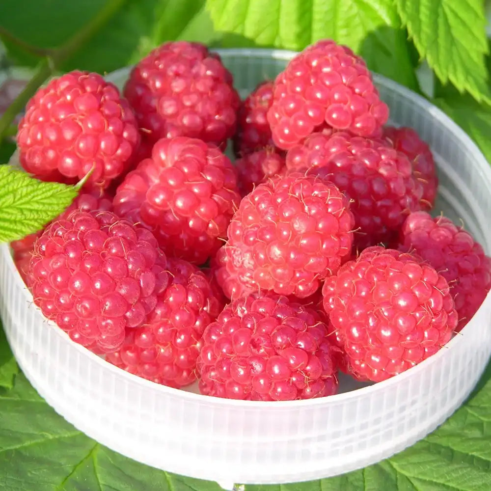 Zmeură "Ottawa"/ Rubus idaeus 'Ottawa' / - Gradina Noastra