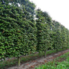 Arborele de Fier Persan palier  / Parrotia persica /