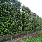 Arborele de Fier Persan palier  / Parrotia persica /