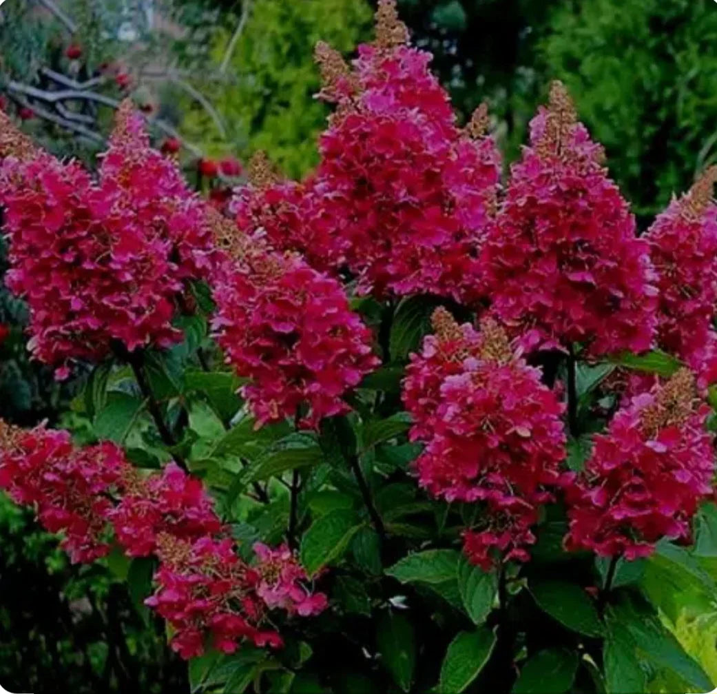 Hortensia paniculata "Wim's Red" / Hydrangea paniculata "Wim's Red" / by gradina-noastra