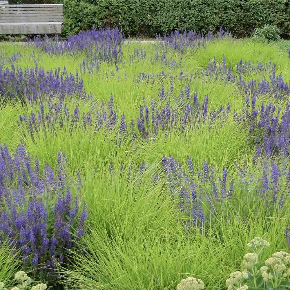 Sesleria autumnalis