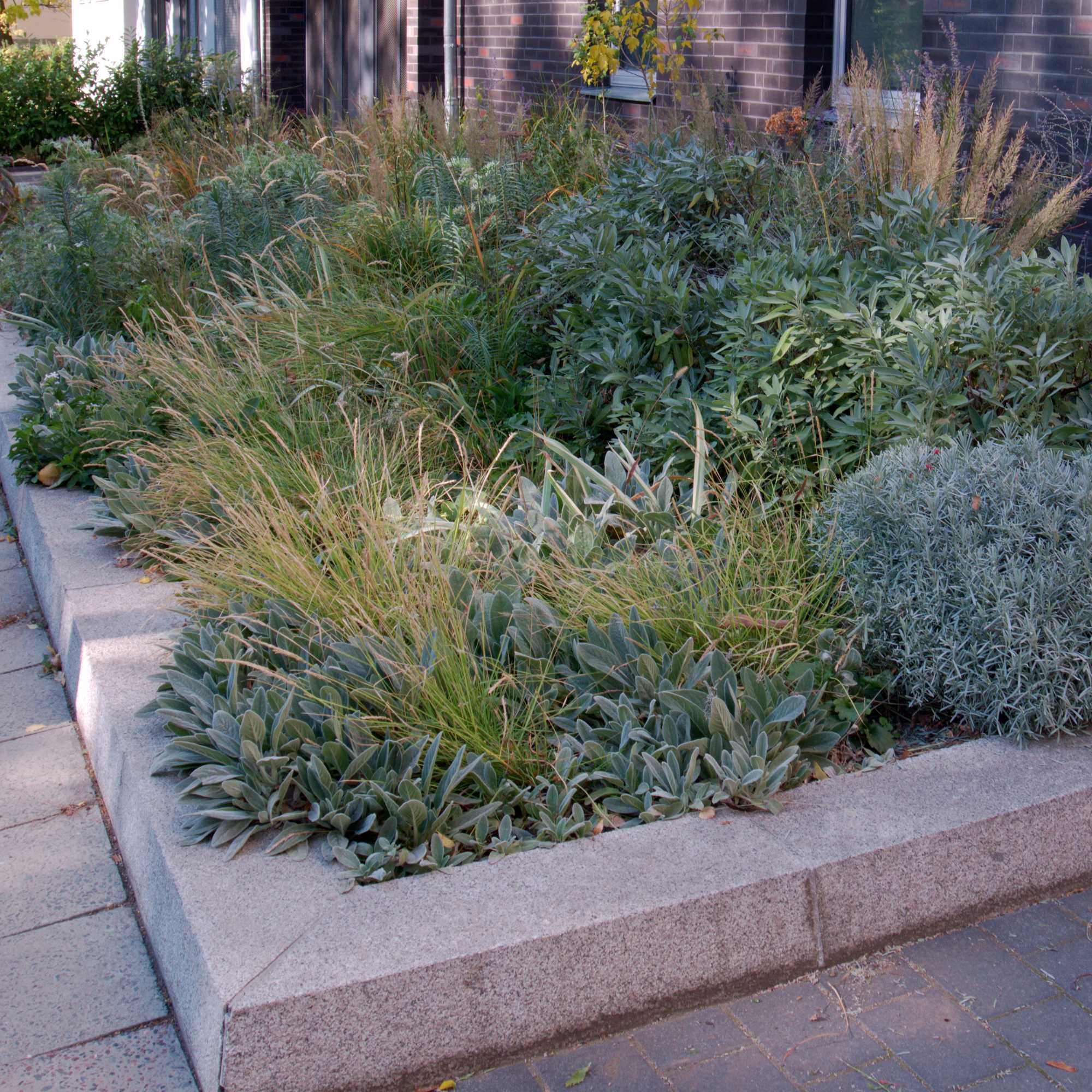 Sesleria autumnalis