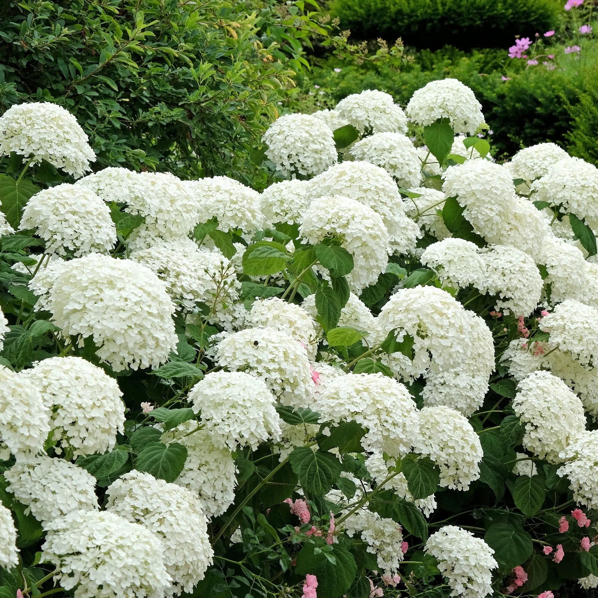 Hortensia "Strong Annabelle" 0.20 - 0.30 m / Hydrangea arborescens "Strong Annabelle"/
