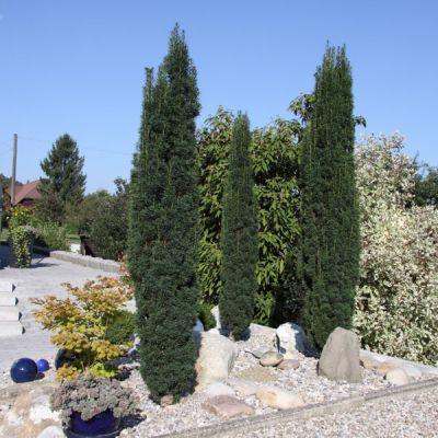 Tisa columnara 2.00 - 2.20 m / Taxus baccata "Fastigiata" / gradina-noastra