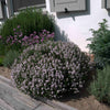 Cimbru comun pitic / Thymus vulgaris "Compactus"/ - Gradina Noastra