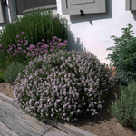 Cimbru comun pitic / Thymus vulgaris "Compactus"/ - Gradina Noastra