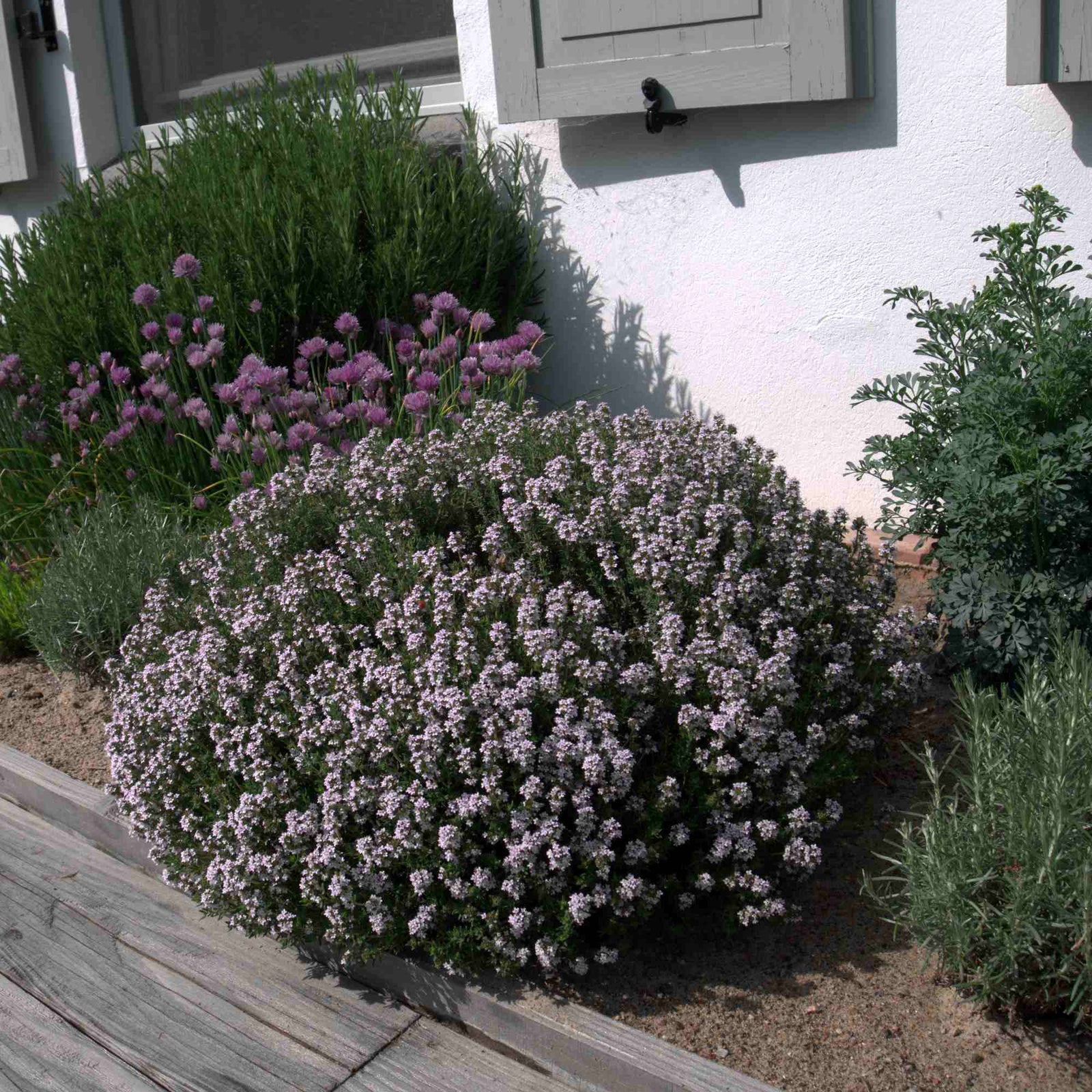Cimbru comun pitic / Thymus vulgaris "Compactus"/ - Gradina Noastra