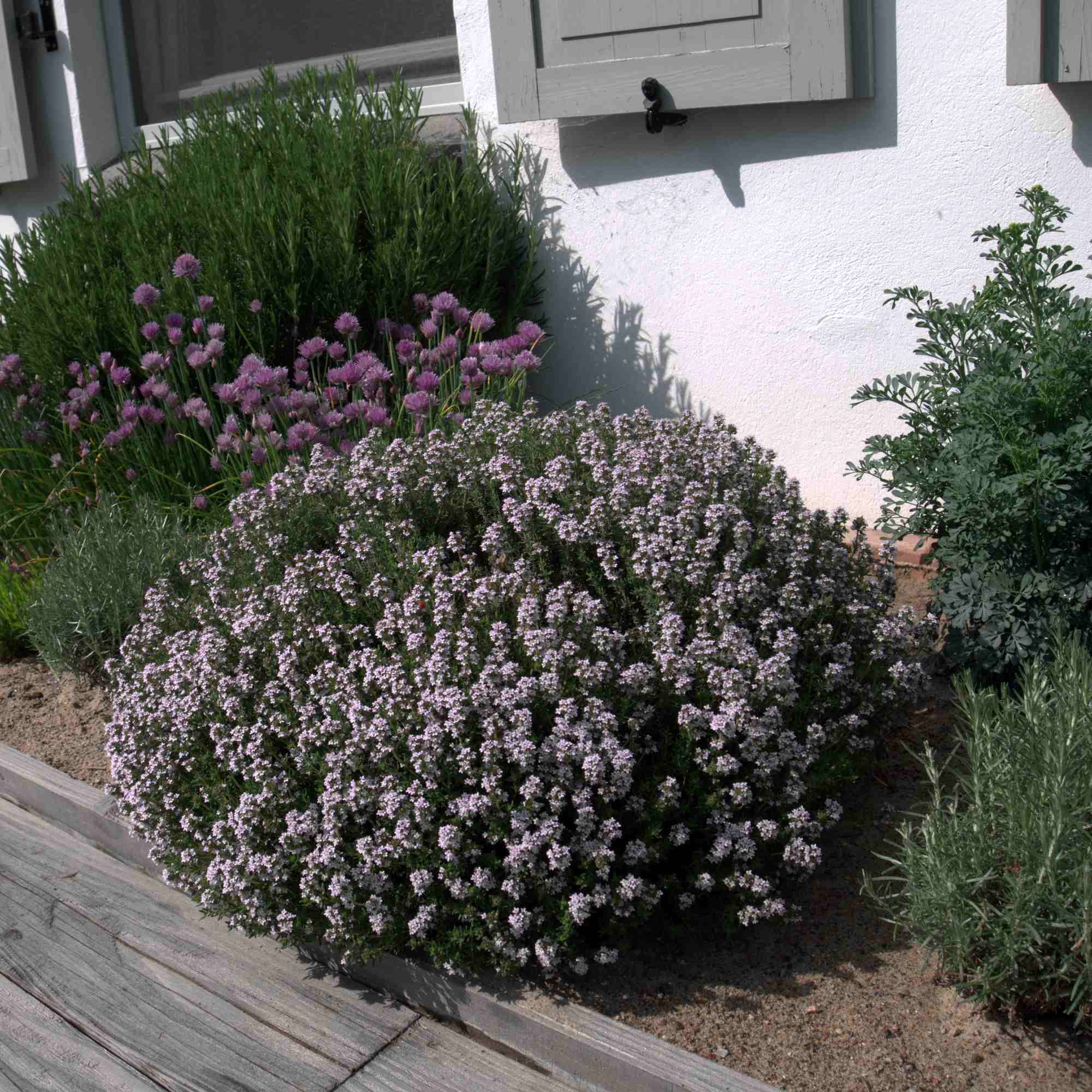 Cimbru comun pitic / Thymus vulgaris "Compactus"/ - Gradina Noastra