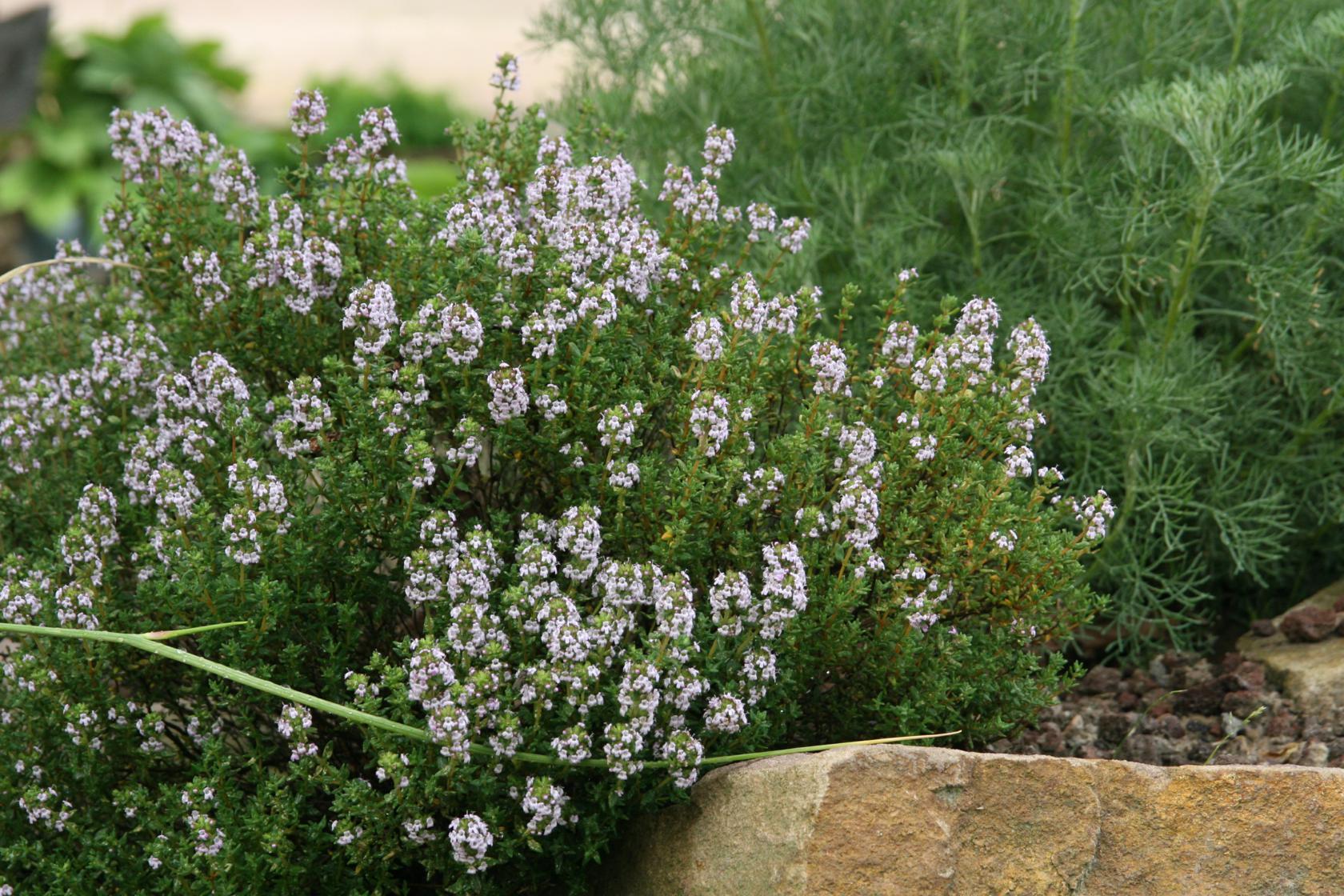 Cimbru comun pitic / Thymus vulgaris "Compactus"/ - Gradina Noastra