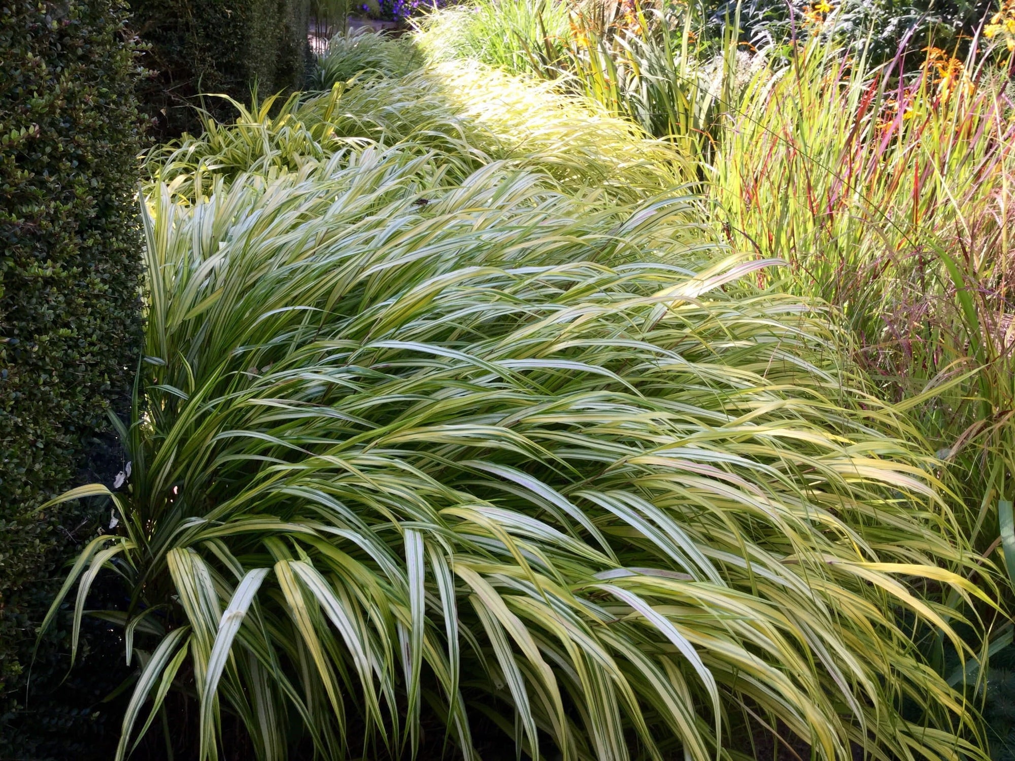 Hakonechloa macra "Stripe it Rich" 0.20 - 0.30 m /Hakonechloa macra "Stripe It Rich" /