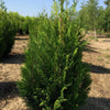 Tuia plicata "Atrovirens" 1.20 - 1.50 m / Thuja plicata "Atrovirens" / gradina-noastra