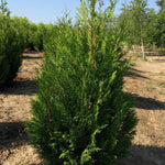 Tuia plicata "Atrovirens" 1.20 - 1.50 m / Thuja plicata "Atrovirens" / gradina-noastra