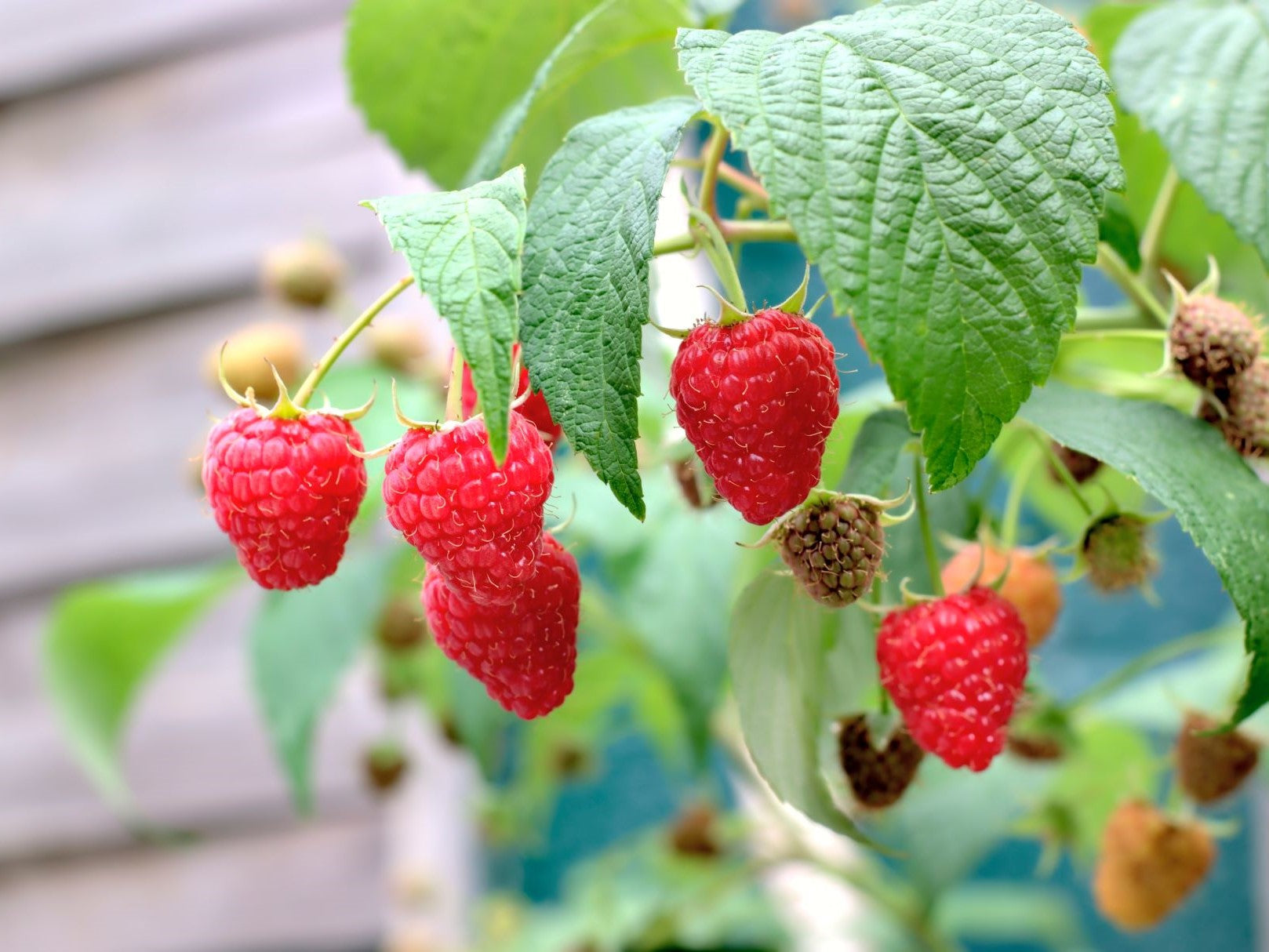 Zmeură "Ottawa"/ Rubus idaeus 'Ottawa' / - Gradina Noastra