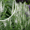 Veronica spicata "First Lady" 0.10 - 0.20 m