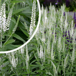 Veronica spicata "First Lady" 0.10 - 0.20 m