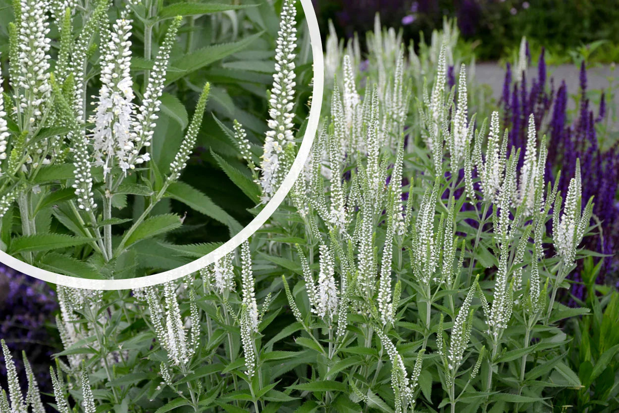 Veronica spicata "First Lady" 0.10 - 0.20 m