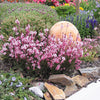 Gaura lindheimeri "Passionate Blush"