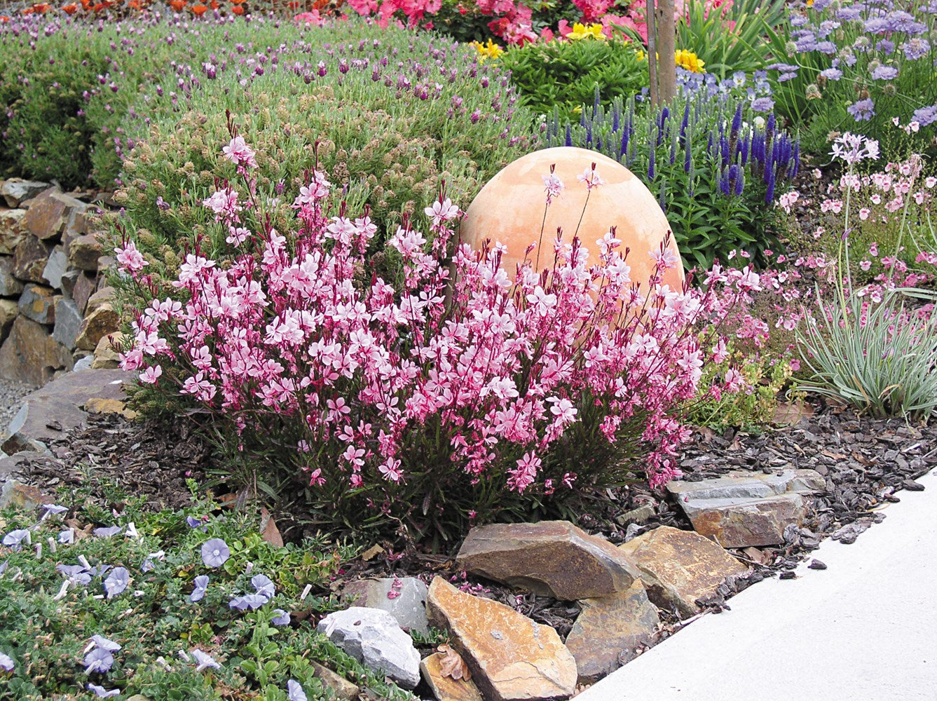 Gaura lindheimeri "Passionate Blush"