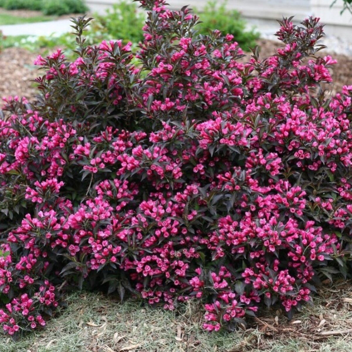 Weigela 0.40 - 0.50 mix / Weigela florida "Purpurea", "Nana Variegata", "Red Prince" / by gradina-noastra