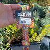 Iarba Grasă Mix pachet - / Sedum mix / Covor Viu Suculent Rezistent by gradina-noastra