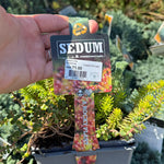 Iarba Grasă Mix pachet - / Sedum mix / Covor Viu Suculent Rezistent by gradina-noastra