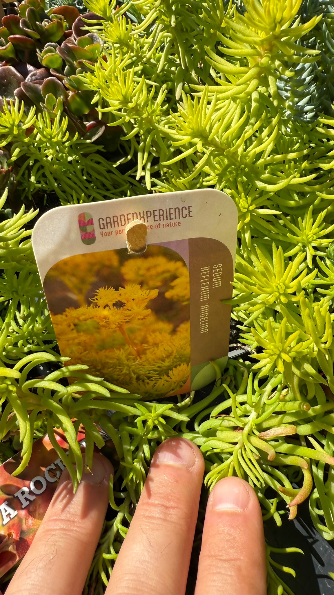 Iarba Grasă Mix/Buc - /Sedum Mix/ Covor Viu Suculent Rezistent by gradina-noastra
